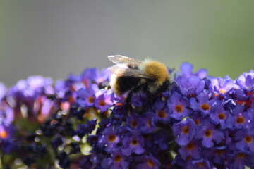 Bee on purple flower in the sun