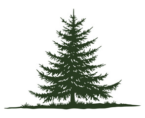 Drawn forest fir tree on white background. Sketch of fir tree. Vector illustration