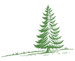 Drawn forest fir tree on white background. Sketch of fir tree. Vector illustration