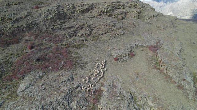 Aerial view of autumn Altai mountains with runnig sheeps and Katun river near Inya village captured by a drone