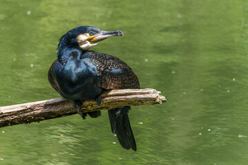 The great cormorant, Phalacrocorax carbo sitting on a branch