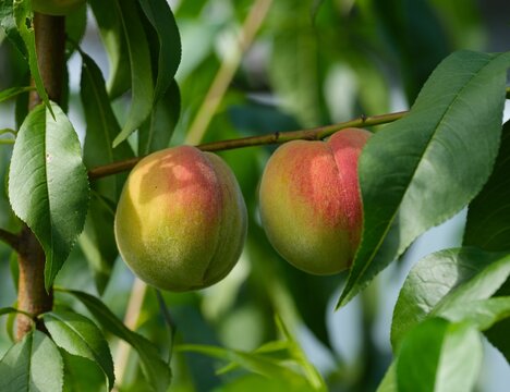 Close-up of two peaches growing on a peach tree
