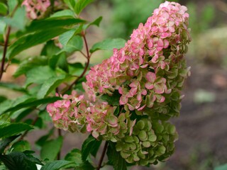 Close-up shot of big pink and green hydrangea flower blooming in the garden