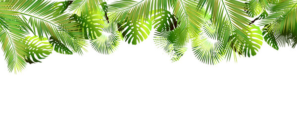 Palm leaves background on white. hand drawn. Not AI, Vector illustration