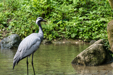 Demoiselle Crane, Anthropoides virgo are living in the bright green meadow during the day time