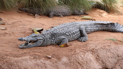Group of Nile crocodiles basking on a riverbank by a green pond – dangerous reptile wildlife with armored scales, teeth and tails; gator/caiman family resting