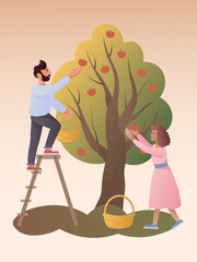 The illustration depicts a man and a woman picking apples from a tree. The man stands on a ladder and picks the fruit, while the woman helps him by holding a basket. 