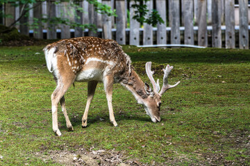 The fallow deer, Dama mesopotamica is a ruminant mammal