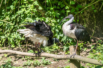 The Straw-necked Ibis, Threskiornis spinicollis is a bird of the ibis family