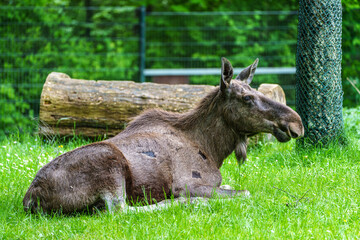 European Moose, Alces alces, also known as the elk