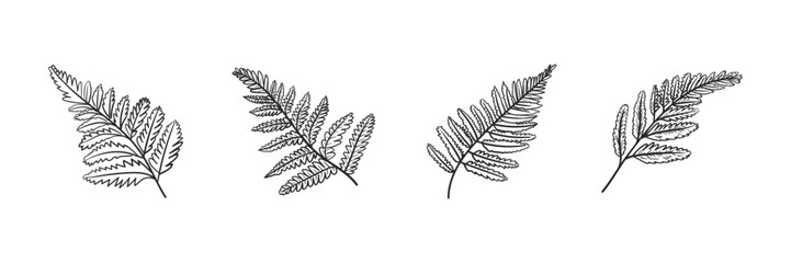 Set of Fern Leaf Line Art Vector Illustrations for Botanical and Decorative Design © Nafisa