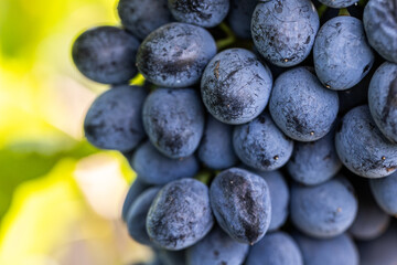 Close-up of ripe grapes on the vine in a sunny vineyard, symbolizing wine production, agriculture, and harvest season.