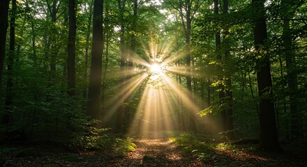 Obraz premium Sunlight Bursting Through Green Forest Canopy Background
