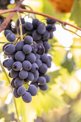 Close-up of ripe grapes on the vine in a sunny vineyard, symbolizing wine production, agriculture, and harvest season.