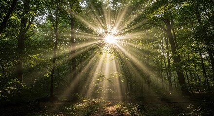 Sunlight Bursting Through Green Trees in Forest with Golden Rays