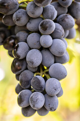 Close-up of ripe grapes on the vine in a sunny vineyard, symbolizing wine production, agriculture, and harvest season.