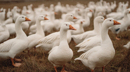 Obraz premium A large group of white geese standing in a field with their necks extended upwards mostly
