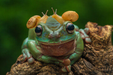 Dumpy white tree frog