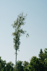 Trees in a sunny forest