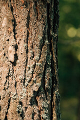 Tree bark in the sun
