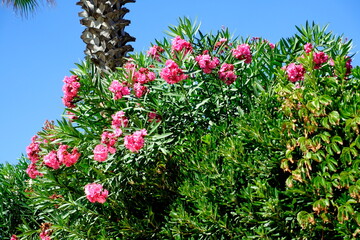 Pink flowers and green leaves against the sky