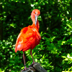 Naklejka premium The Scarlet ibis, Eudocimus ruber is a species of ibis in the bird family Threskiornithidae.