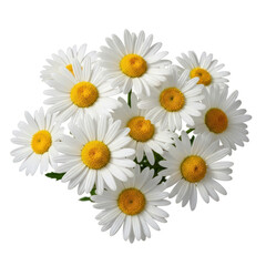 Fototapeta premium daisies on white background