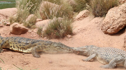 Group of Nile crocodiles basking on a riverbank by a green pond – dangerous reptile wildlife with armored scales, teeth and tails; gator/caiman family resting