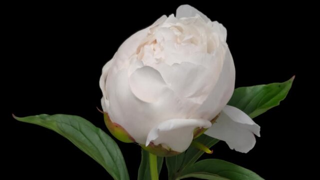Macro time lapse blooming white peony flower, isolated on pure black background close-up