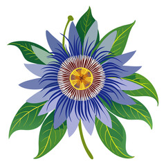 bluecrown passion isolated on white background