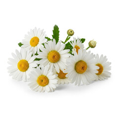 Obraz premium daisies isolated on white