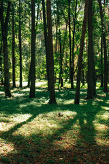 Trees in a sunny park