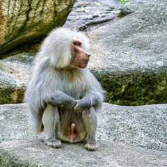 The hamadryas baboon, Papio hamadryas is a species of baboon