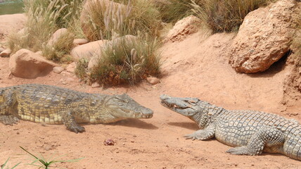Group of Nile crocodiles basking on a riverbank by a green pond – dangerous reptile wildlife with armored scales, teeth and tails; gator/caiman family resting