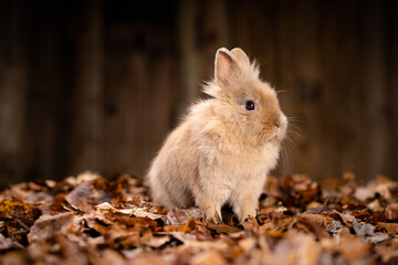 Zwegwidder - Kaninchen im Studio