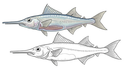 Obraz premium Educational Antarctic Icefish Coloring Page Dual Representation Color and Outline Template