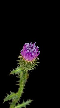 Macro time lapse blooming pink Thistle flower, isolated on pure black background