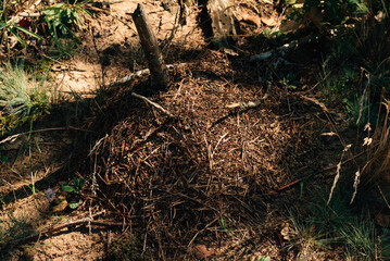 Anthill in the forest in the sun