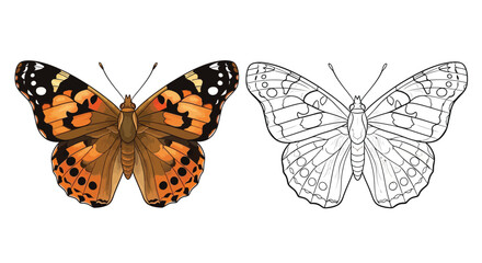 Fototapeta premium Painted Lady Butterfly Australia Coloring Page with Outline Version Fun Educational Activity