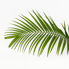 Obraz premium Vibrant green palm leaf showcasing nature's elegance during daylight