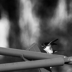 Hirondelle © Souvenir Nomade