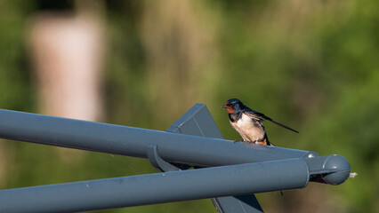 Hirondelle © Souvenir Nomade