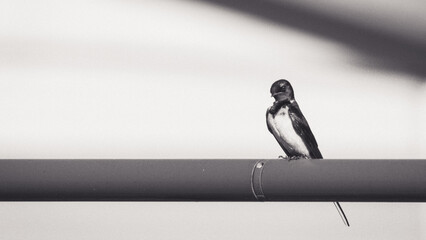 Hirondelle © Souvenir Nomade