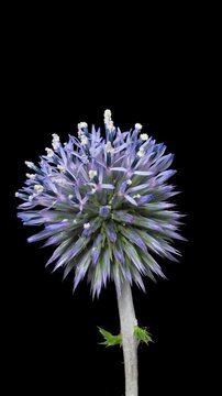 Macro time lapse blooming and wilting Echinops (Globe thistle) flower, isolated on pure black background