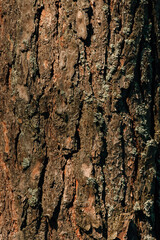 Tree bark in the sun