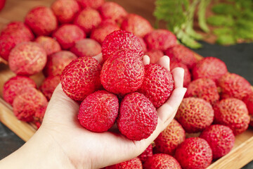 Fresh Red Litchi Fruits in Hand from Hainan Guangxi China Tropical Harvest