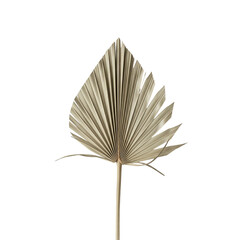 Dried Fan-Shaped Palm Leaf with Pleated Segments and Jagged Edges on White Background