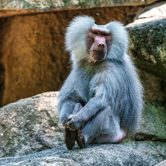 The hamadryas baboon, Papio hamadryas is a species of baboon