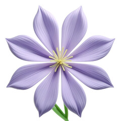 Isolated close-up of a beautiful pink and purple dahlia flower with a white background
