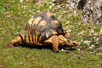 The radiated tortoise, Astrochelys radiata. This species is Critically Endangered and native Madagascar.